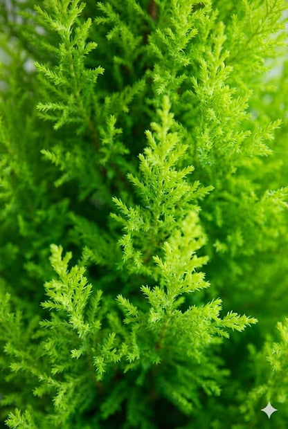 ゴールドクレスト10号　鉢付き