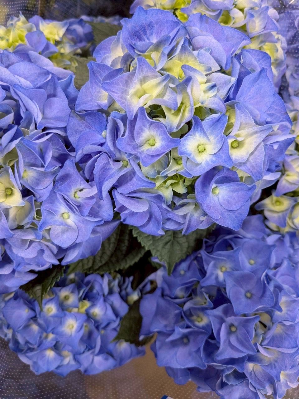 【母の日】お任せ紫陽花