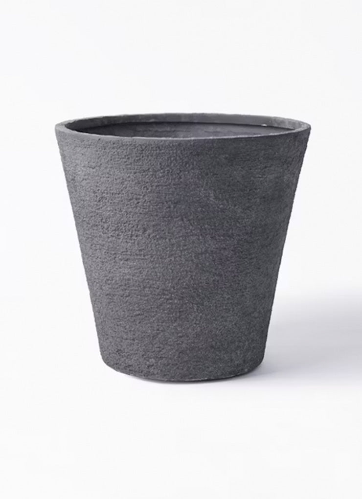 ゴールドクレスト10号　鉢付き