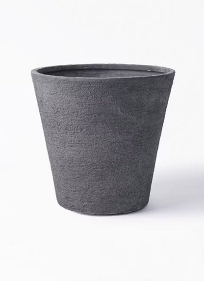 ゴールドクレスト10号　鉢付き