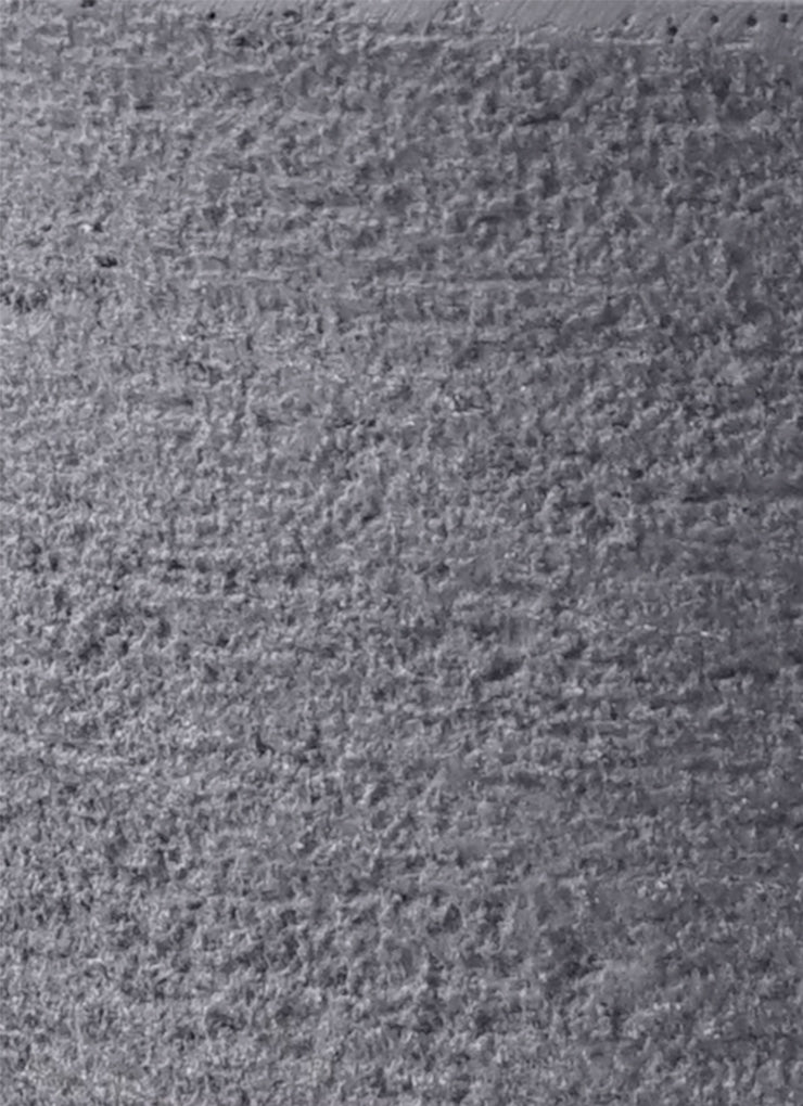 ゴールドクレスト10号　鉢付き